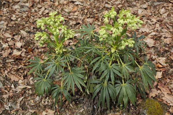 Stinking hellebore