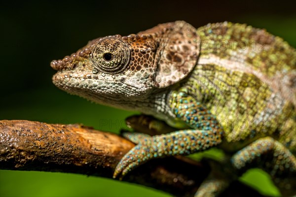 Cryptic chameleon