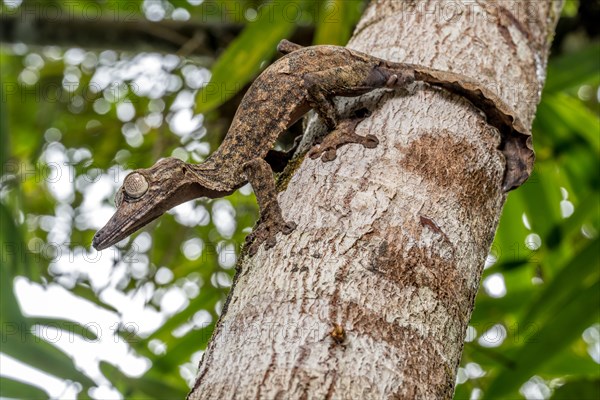 Giant leaf-tailed gecko