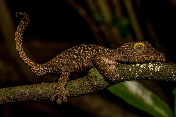 Mossy leaf-tailed gecko