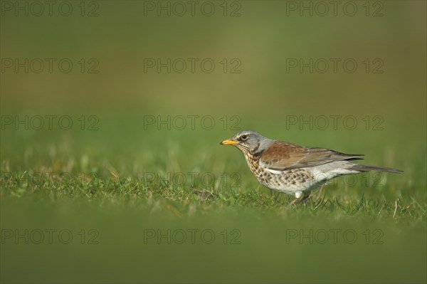 Fieldfare