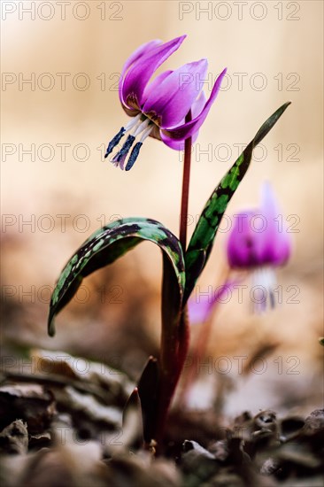 Flowering dog's tooth violet