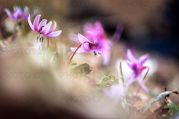 Flowering dog's tooth violet