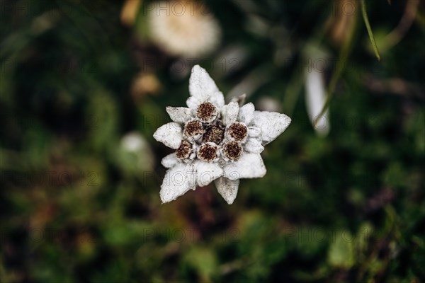 Alpine edelweiss