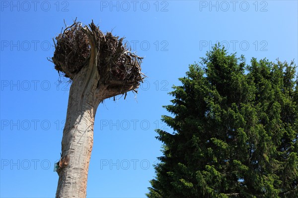 Uprooted tree with golden coconut by Ulrich Barnickel