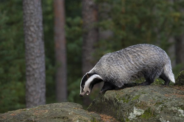 European badger