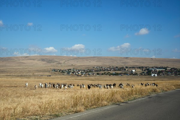 Herd of goats near Udabno