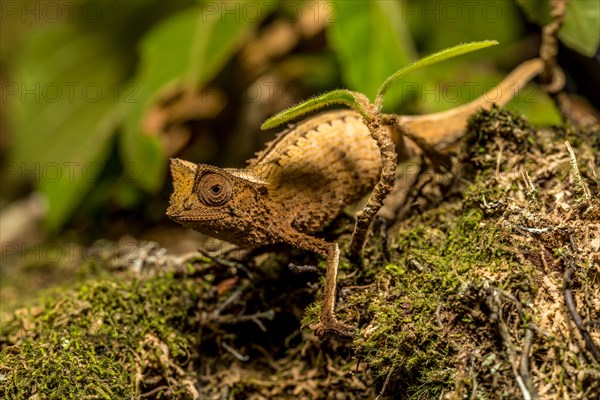 Marojejy leaf chameleon