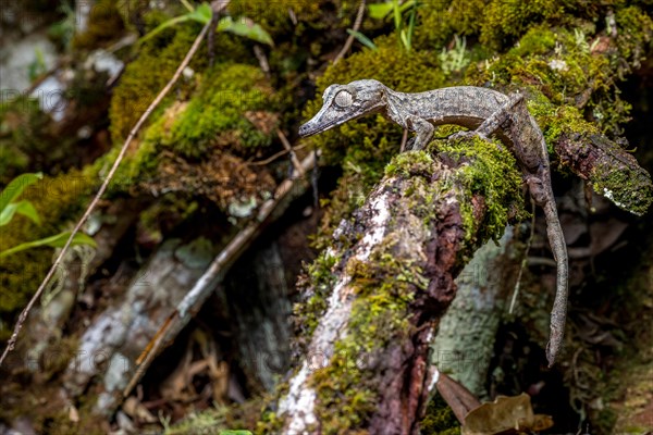 Giant leaf-tailed gecko