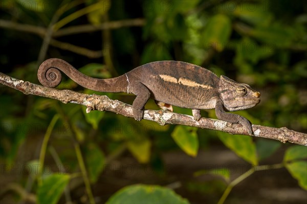 Amber Mountain amber chamaeleon