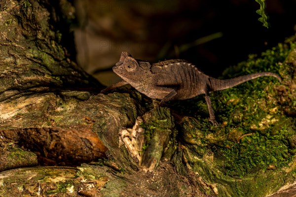 Antakarana ground chameleon