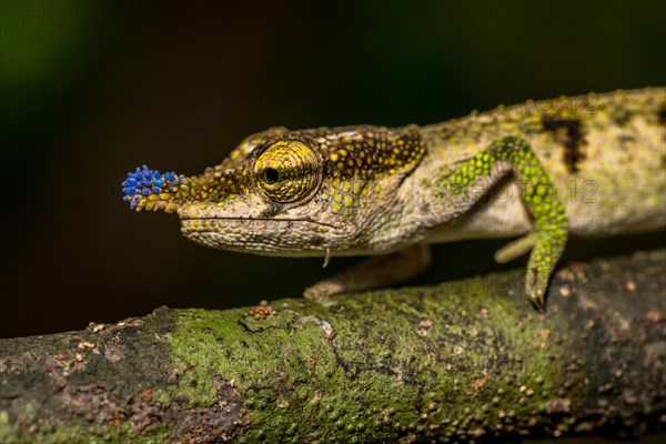 Blue-nosed Chameleon