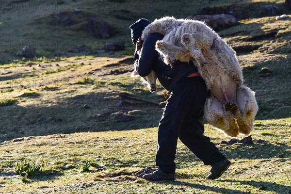 Indians carrying an alpaca