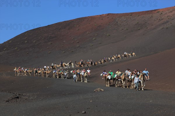 Dromedary Riding for Tourists in Timanfaya National Park