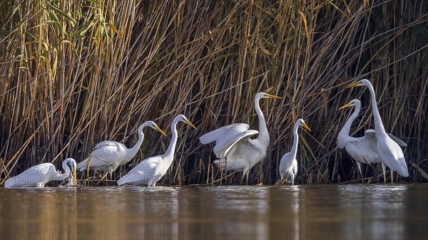 Great egret