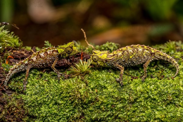 Variegated Earth Chameleon