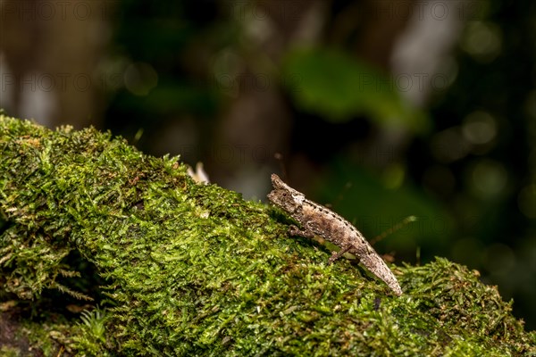 Marojejy Earth Chameleon