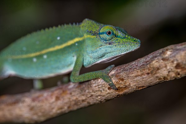 (Calumma guillaumeti), Marojejy National Park, Madagascar, Africa