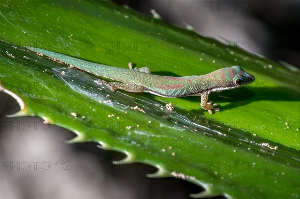 Roesler's day gecko