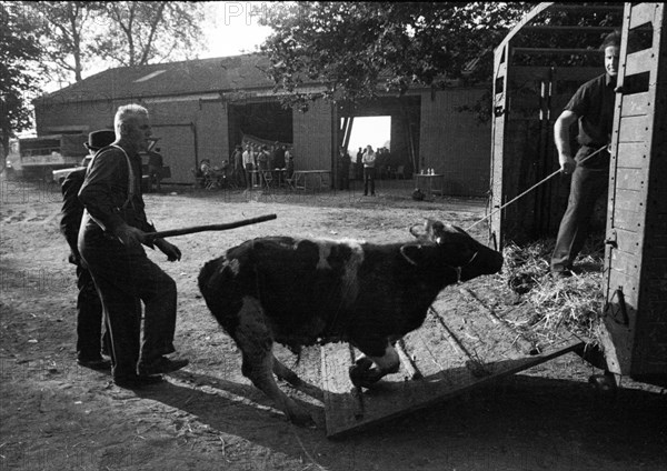 The auction of a bankrupt farm on 22. 09. 1971 in Greven in Muensterland