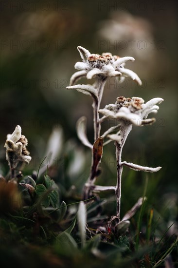 Alpine edelweiss