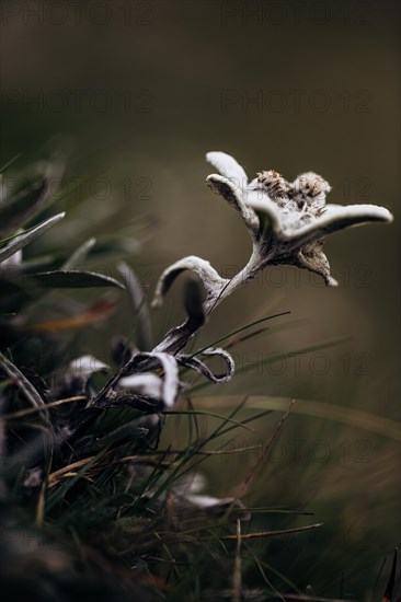 Alpine edelweiss