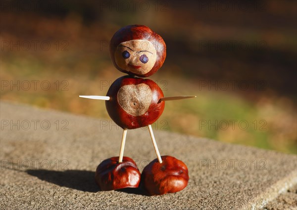 Cute chestnut figure in the evening light