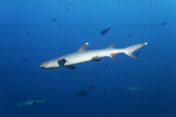 Four whitetip reef sharks