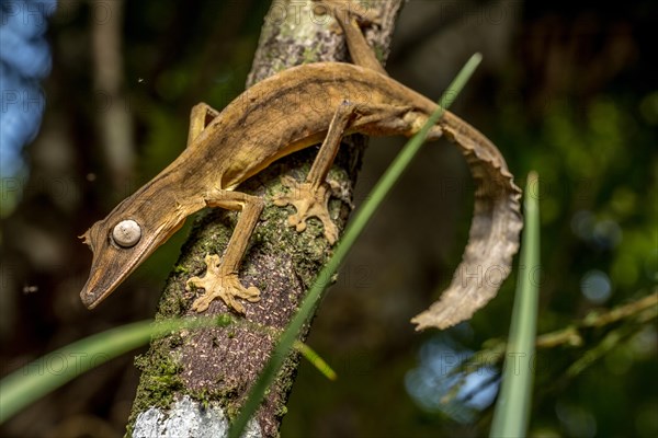 Striped lined leaf-tailed gecko