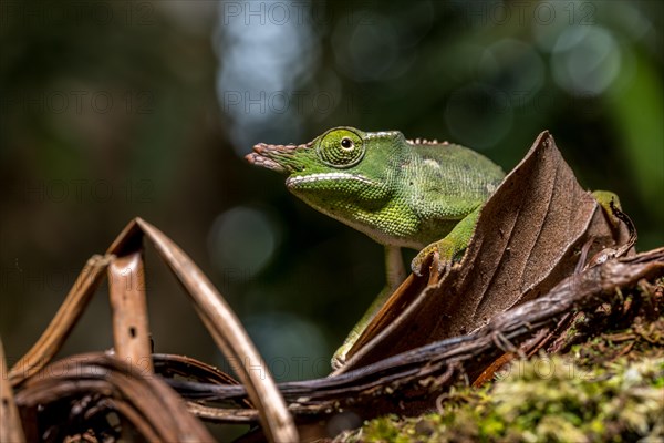 Will's two-horned chameleon