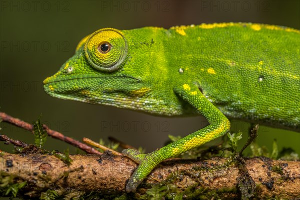 Marojejy chameleon