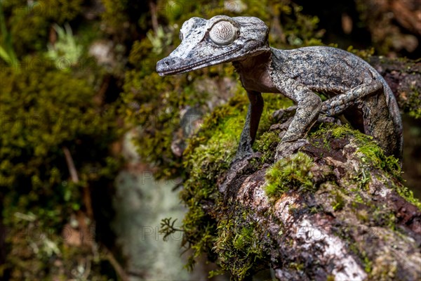 Giant leaf-tailed gecko