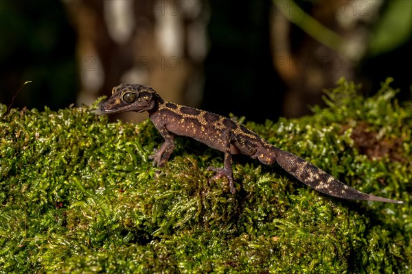 Graceful madagascar ground gecko