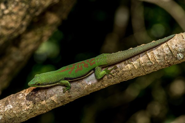 Striped day gecko