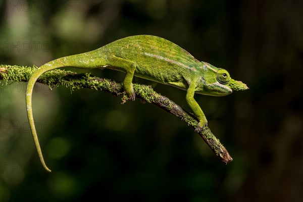 Petters petter's chameleon