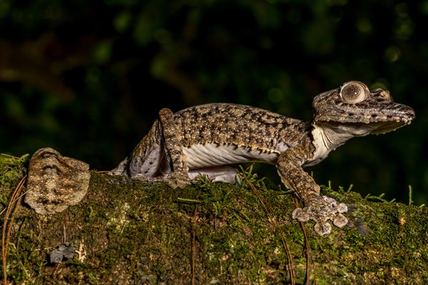 Giant leaf-tailed gecko