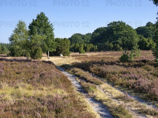 Driveway in the Lueneburg Heath nature park Park during the heath blossom in late summer. Lueneburg Heath