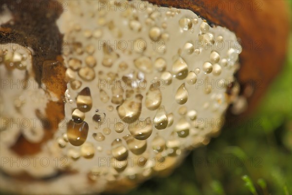 Detail of spruce sponge with guttation drops