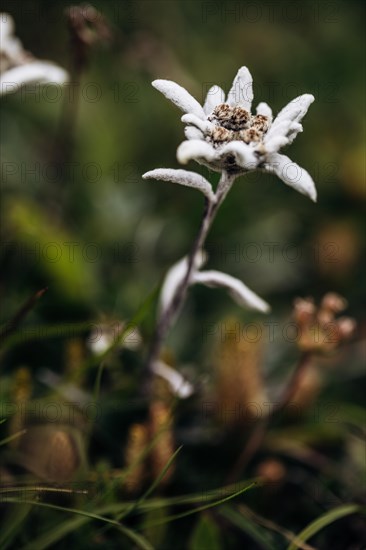 Alpine edelweiss