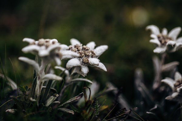 Alpine edelweiss