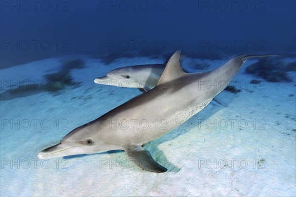 Bottlenose dolphin