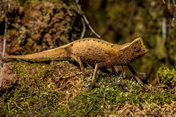 Marojejy leaf chameleon