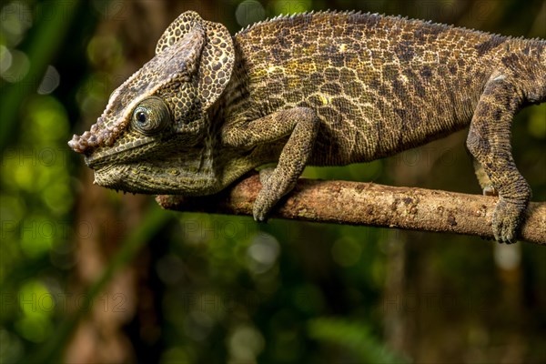 Malthes elephant-eared chameleon