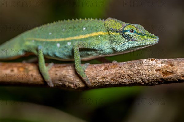 (Calumma guillaumeti), Marojejy National Park, Madagascar, Africa