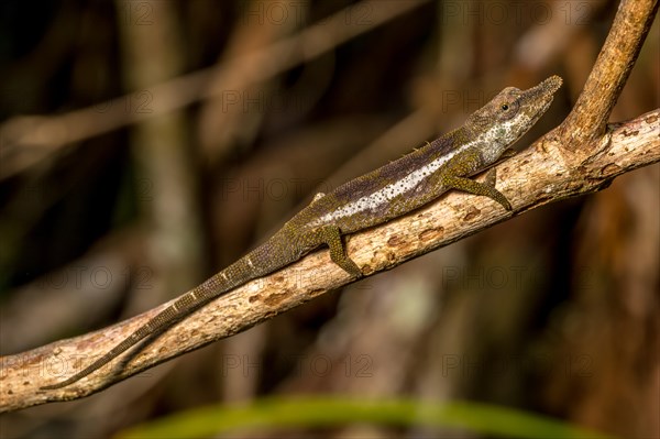 Radama calumma radamanus