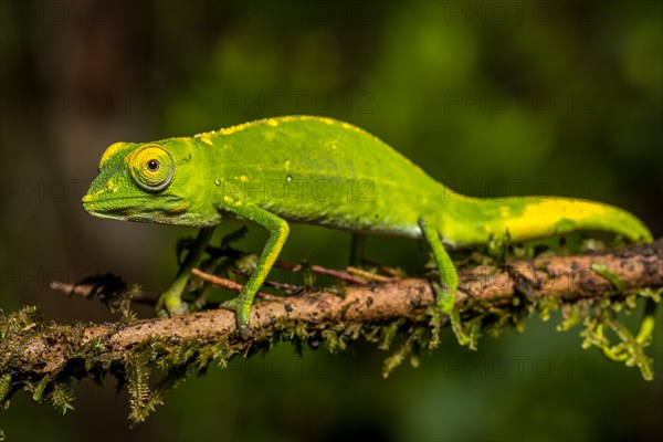 Marojejy chameleon