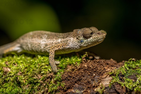 Radama calumma radamanus