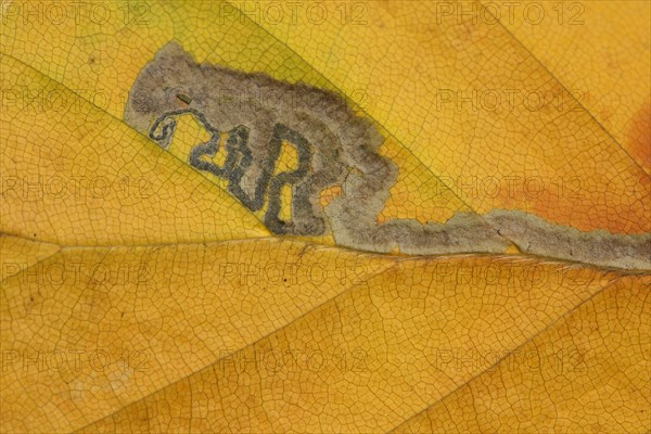 Leaf of copper beech