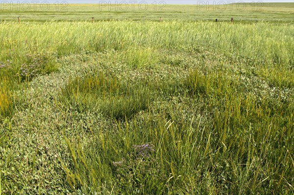 Salt marshes in the dyke foreland