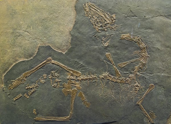 Fossils on dispaly